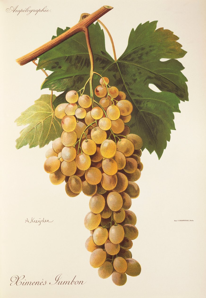 Winogrona Himenes Jumbon A. Kreyder autorstwa Alexis Kreyder
