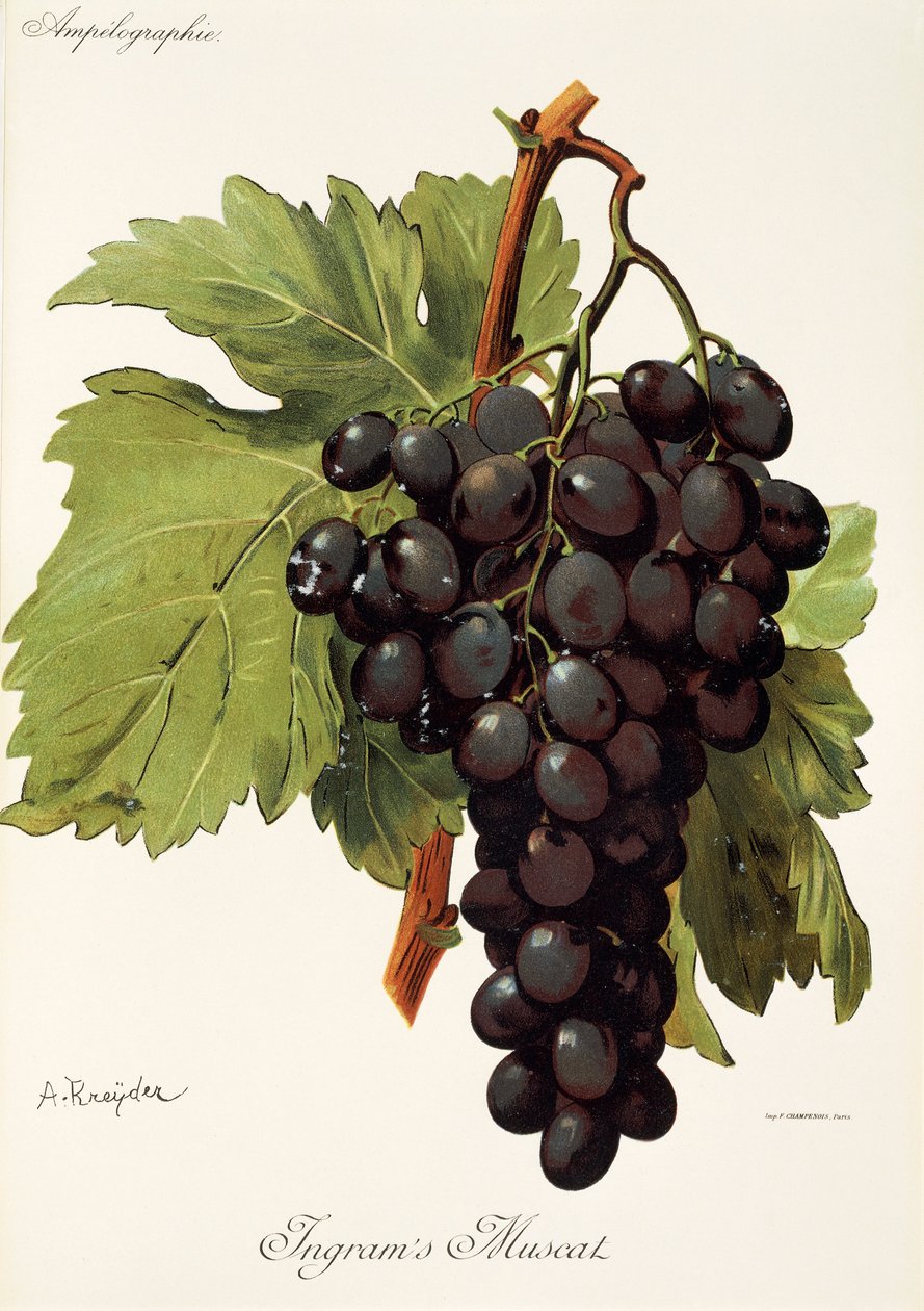 Winogrono Ingram