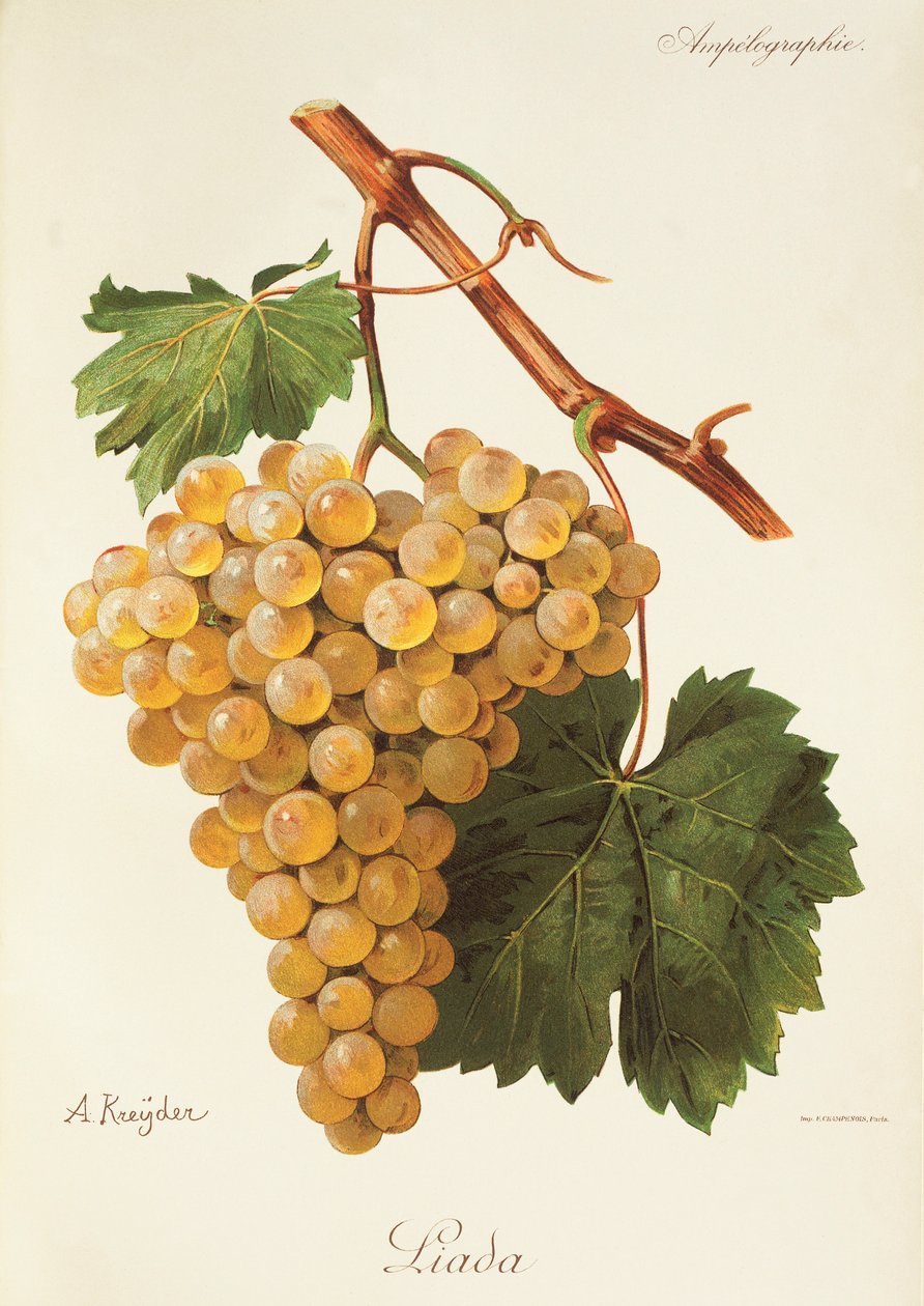 Winogrona Liada A. Kreyder autorstwa Alexis Kreyder
