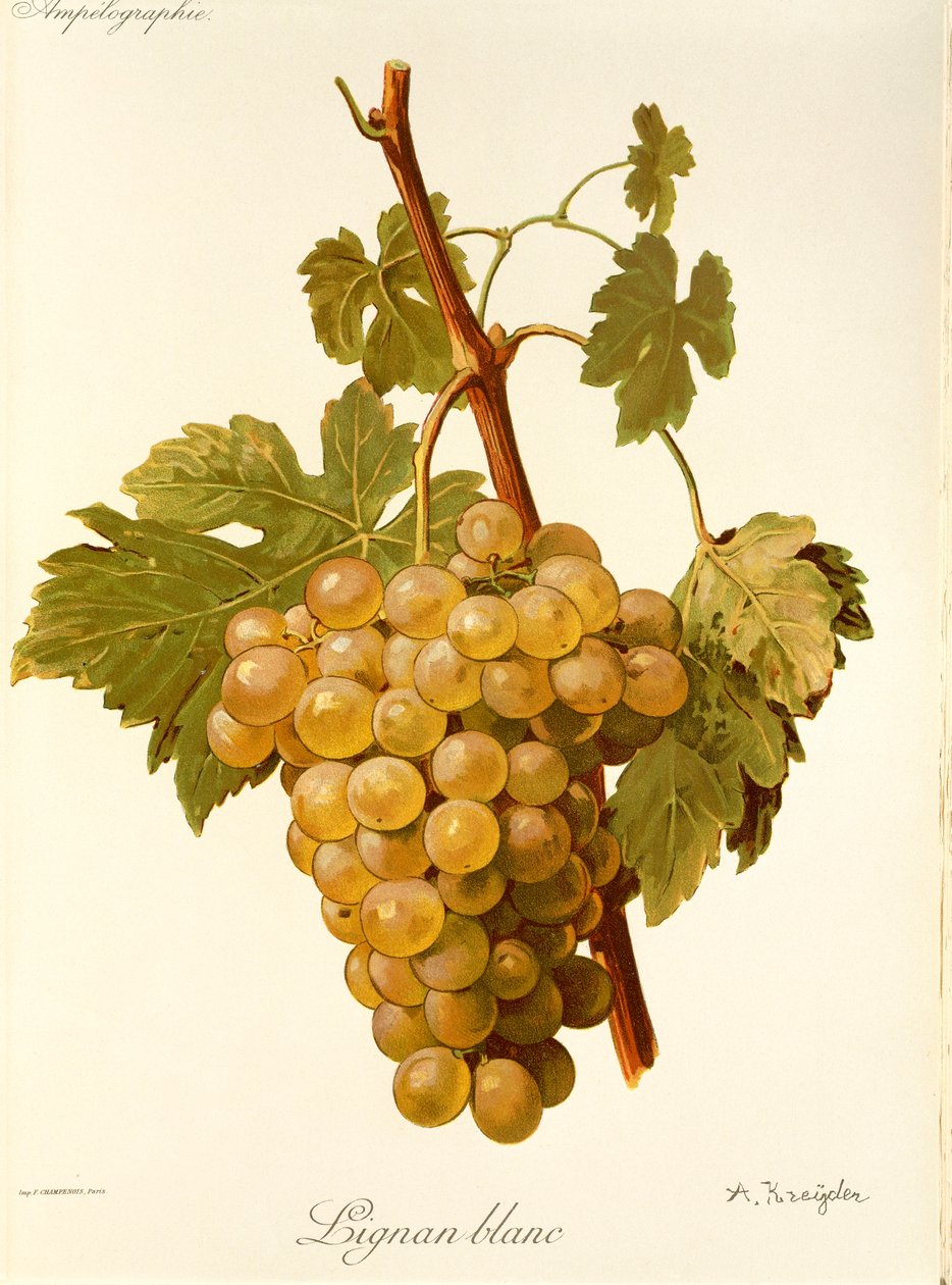 Winogrona Lignan Blanc autorstwa A. Kreyder autorstwa Alexis Kreyder
