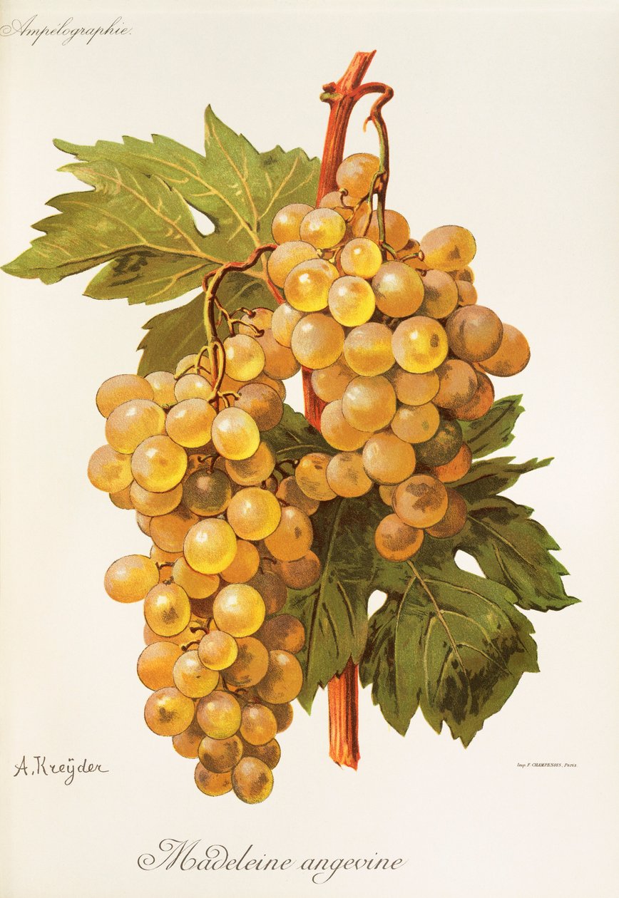 Winogrona Madeleine Angevine autorstwa A. Kreyder autorstwa Alexis Kreyder