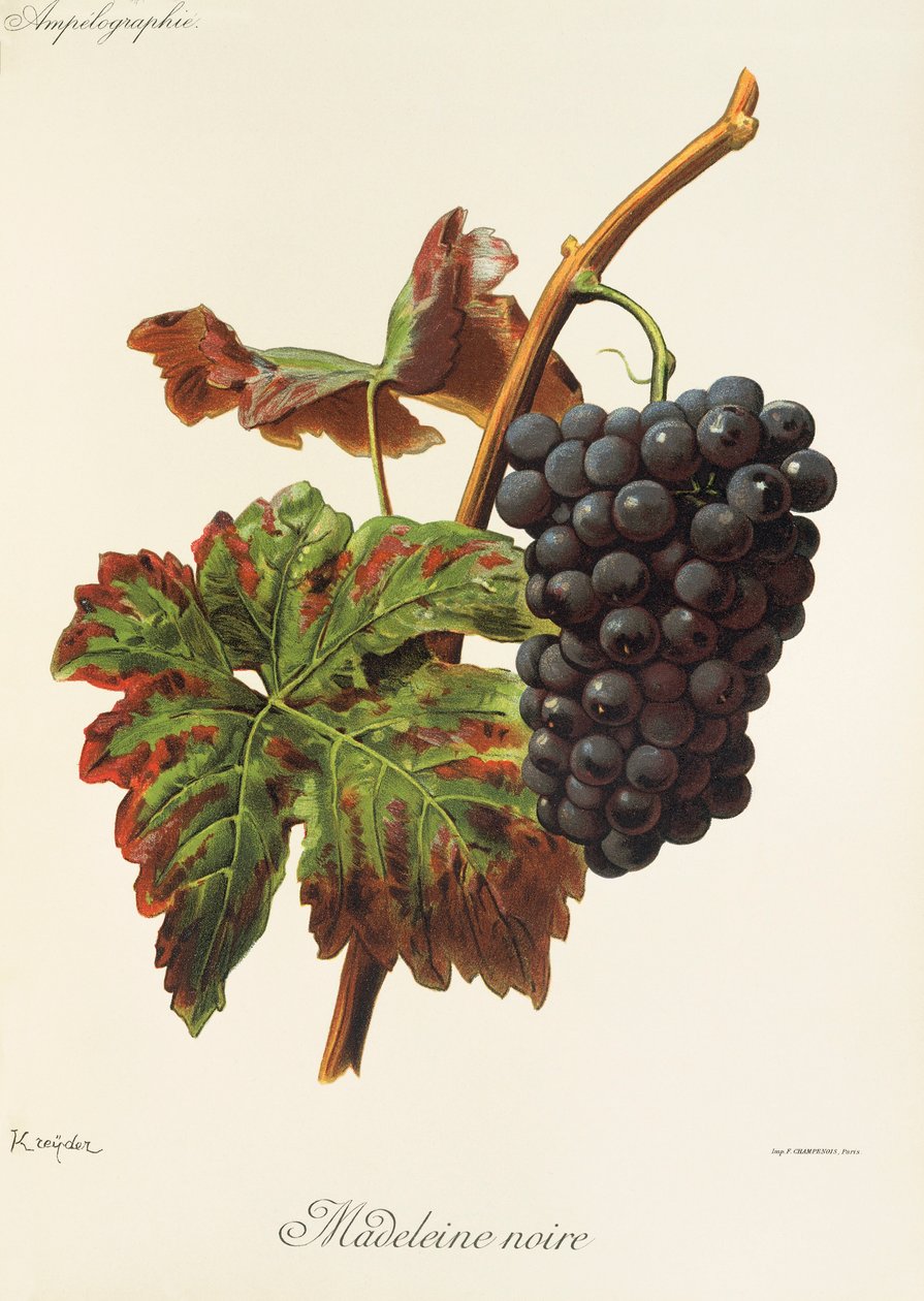 Winogrona Madeleine Noire autorstwa A. Kreyder autorstwa Alexis Kreyder