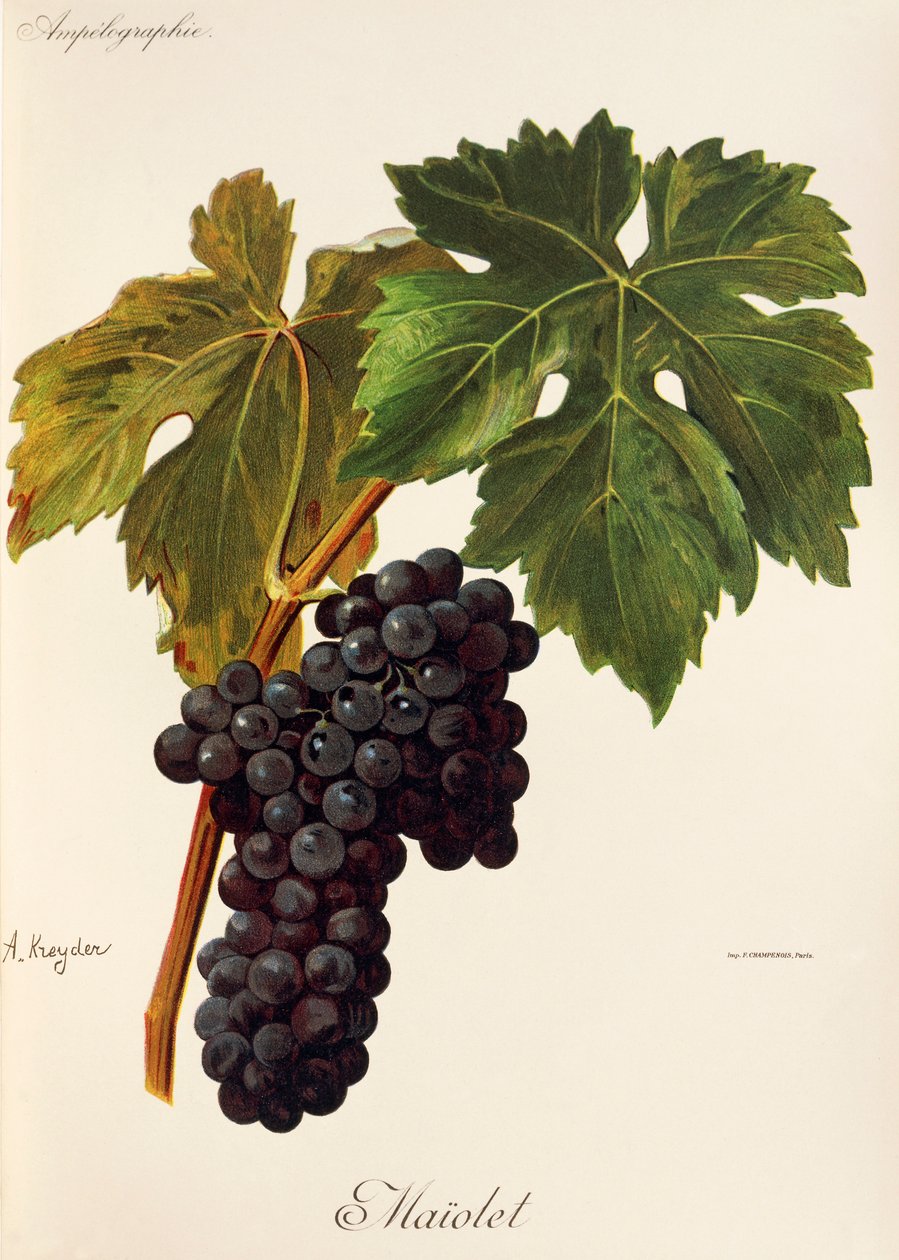Winogrona Maiolet A. Kreyder autorstwa Alexis Kreyder
