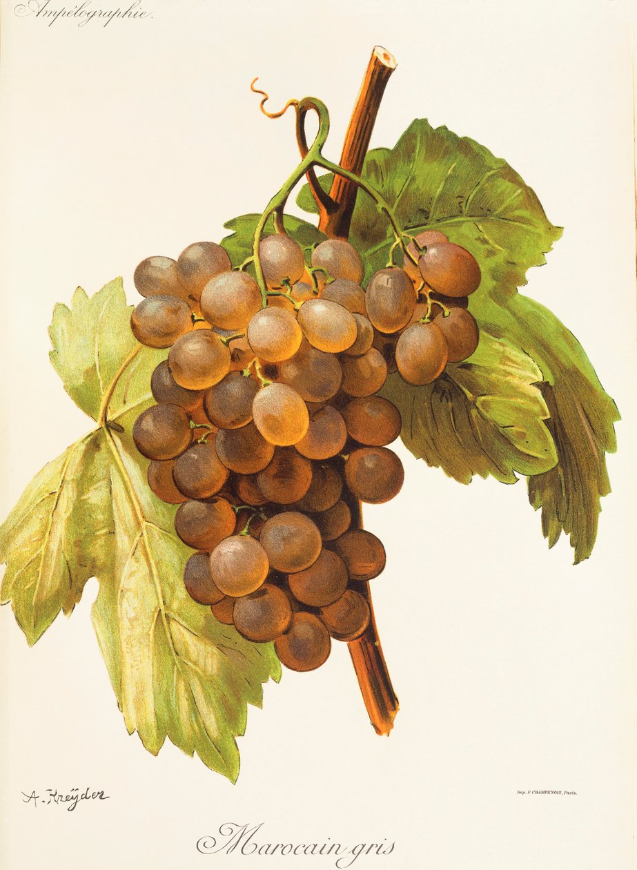 Winogrono Maroccan Grey A. Kreyder autorstwa Alexis Kreyder