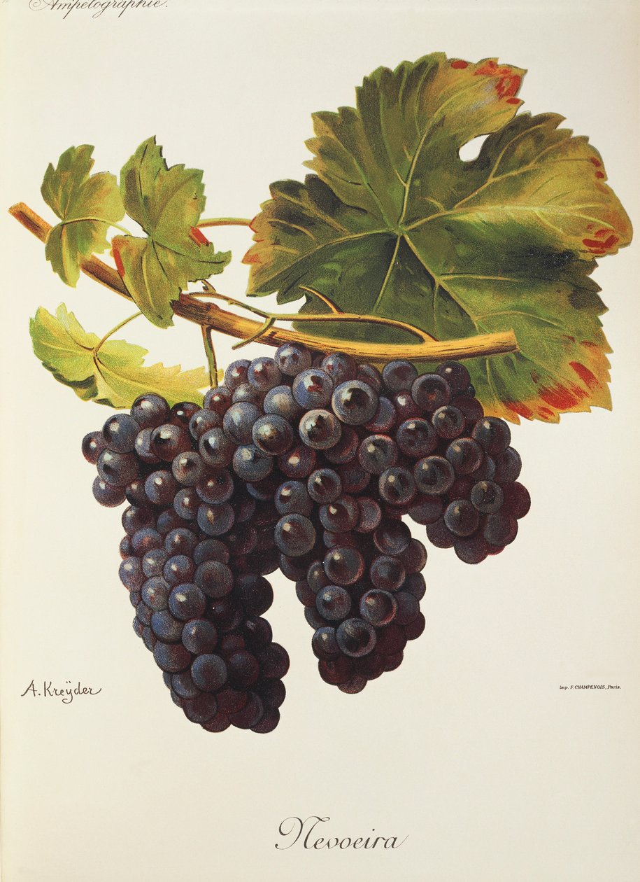 Winogrona Mevoeira A. Kreyder autorstwa Alexis Kreyder