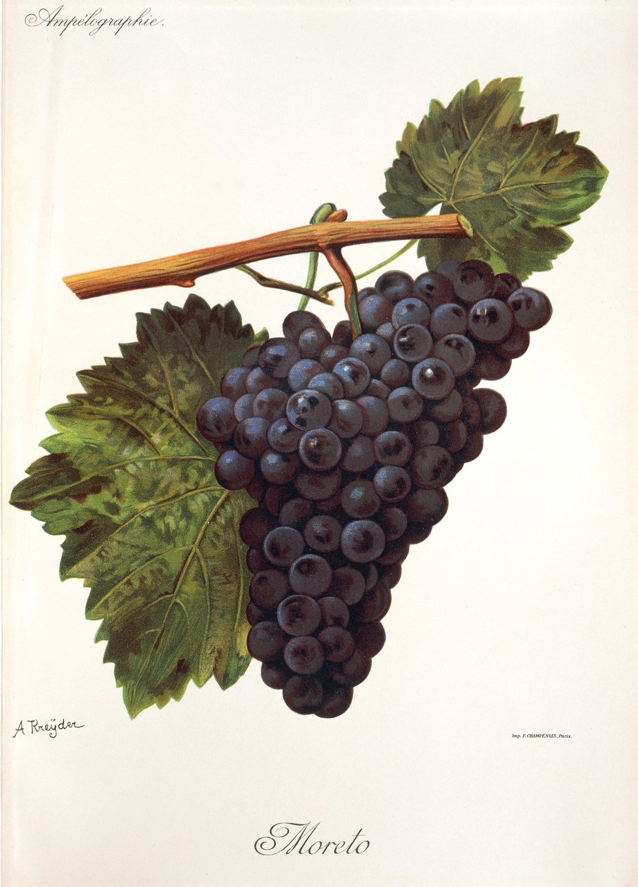 Winogrono Moreto autorstwa A. Kreyder autorstwa Alexis Kreyder