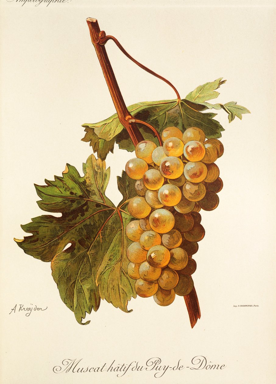 Winogrona Muscat Hatif du Puy-de-Dome autorstwa A. Kreyder autorstwa Alexis Kreyder