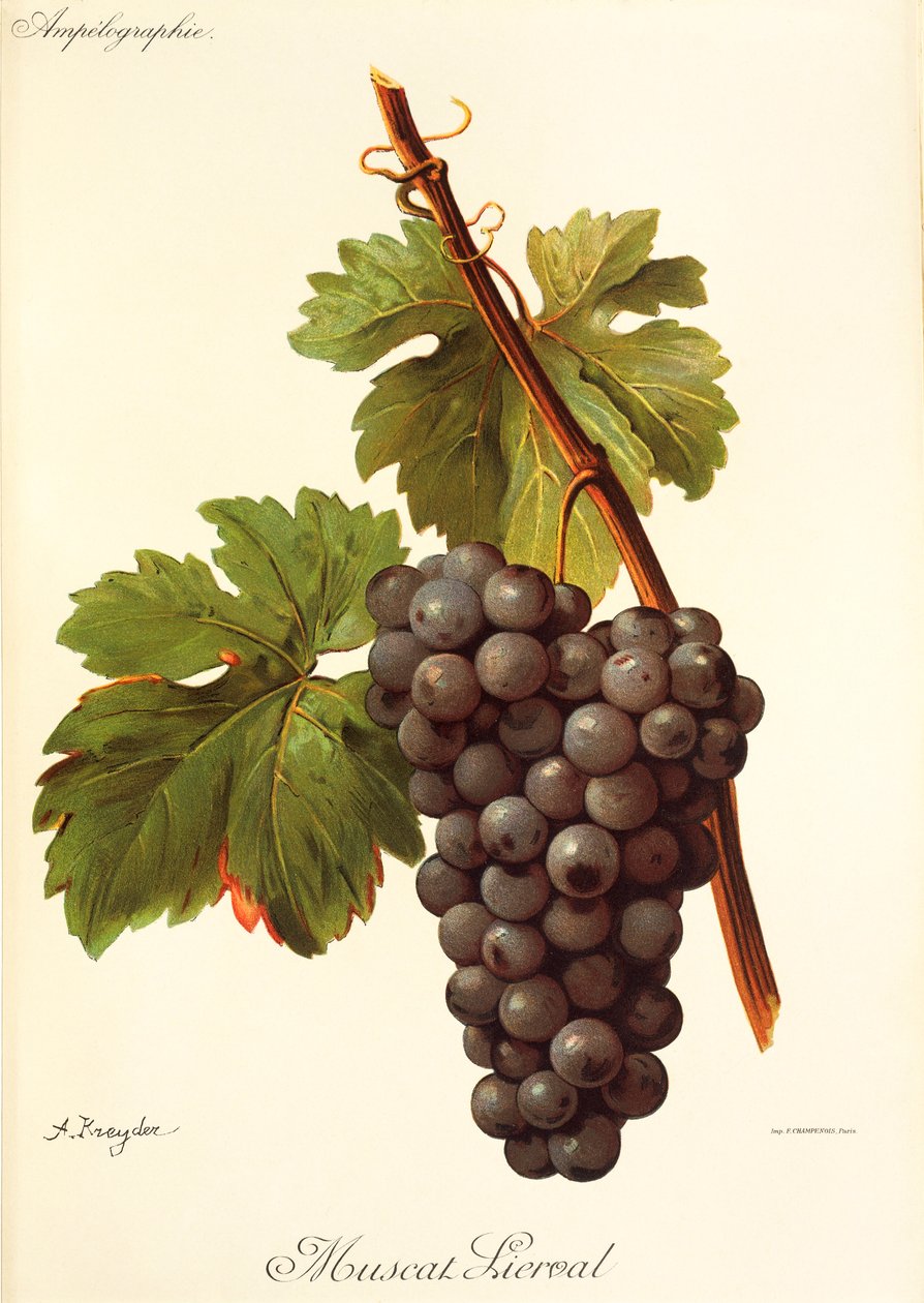 Winogrono Muscat Lierval autorstwa A. Kreyder autorstwa Alexis Kreyder