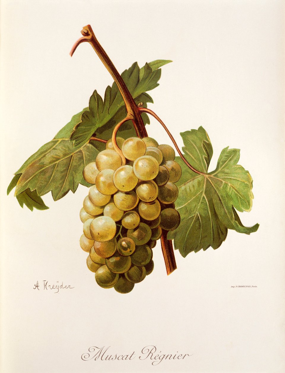 Winogrona Muscat Regnier autorstwa A. Kreyder autorstwa Alexis Kreyder