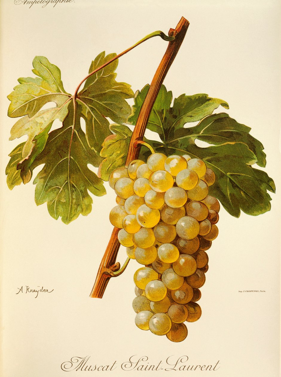 Winogrona Muscat Saint-Laurent autorstwa A. Kreyder autorstwa Alexis Kreyder