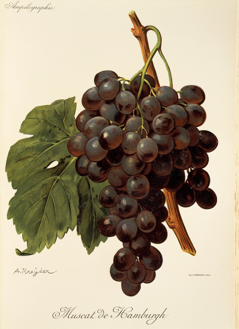 Winogrona Muscat de Hamburgh autorstwa A. Kreyder autorstwa Alexis Kreyder