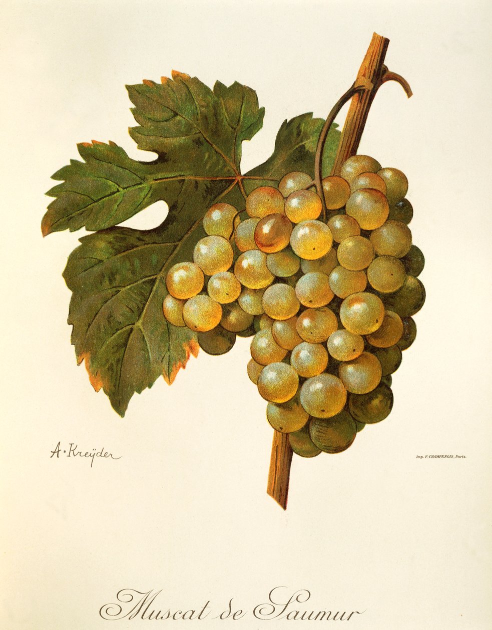 Winogrona Muscat de Saumur od A Kreyder autorstwa Alexis Kreyder
