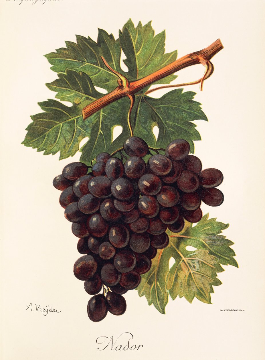 Winogrona Nador A. Kreyder autorstwa Alexis Kreyder