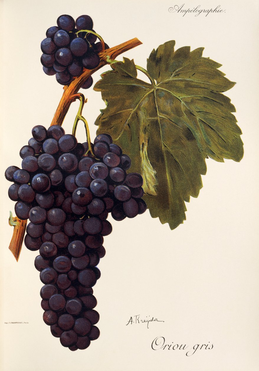 Winogrona Oriou Gris autorstwa A. Kreiter autorstwa Alexis Kreyder