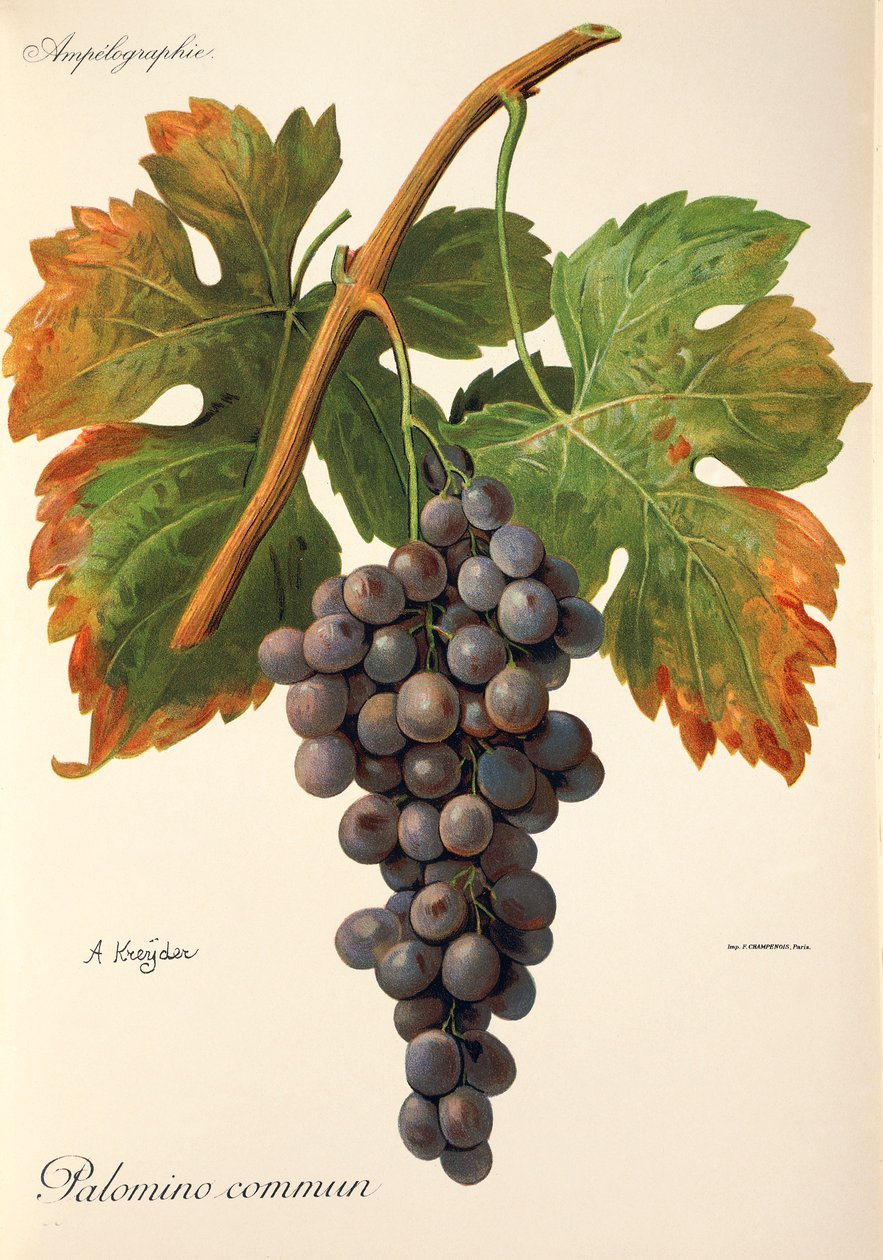 Winogrona Palomino Commun A. Kreyder autorstwa Alexis Kreyder