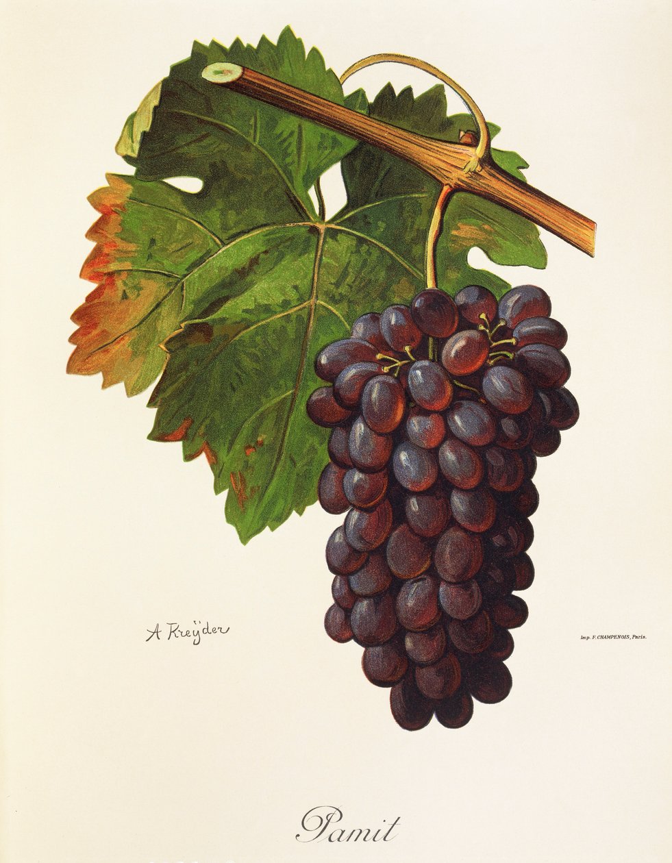 Winogrono pamitowe A. Kreyder autorstwa Alexis Kreyder