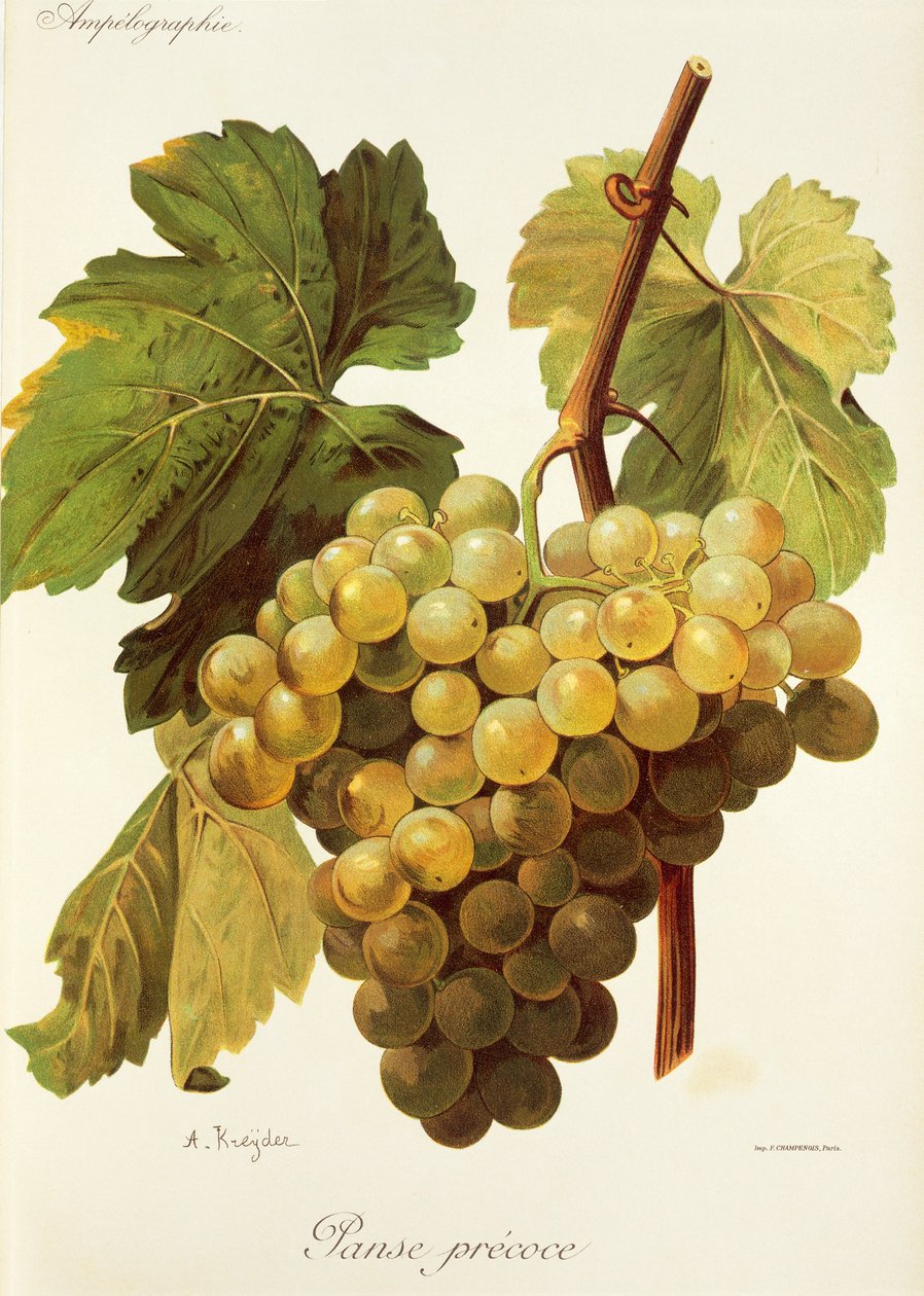 Winogrona Panse Precoce A. Kreyder autorstwa Alexis Kreyder