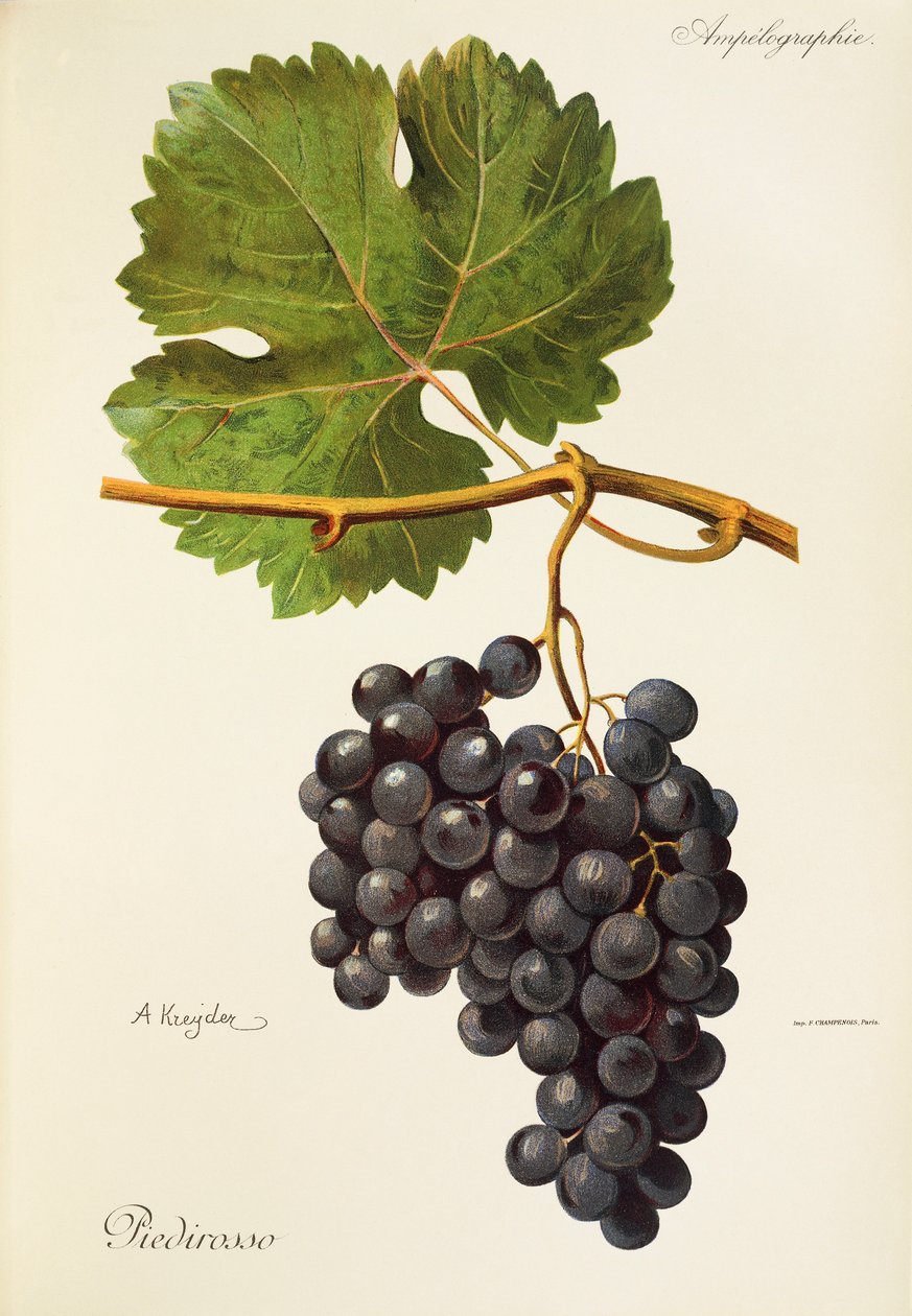 Winogrona Piedirosso autorstwa A. Kreyder autorstwa Alexis Kreyder