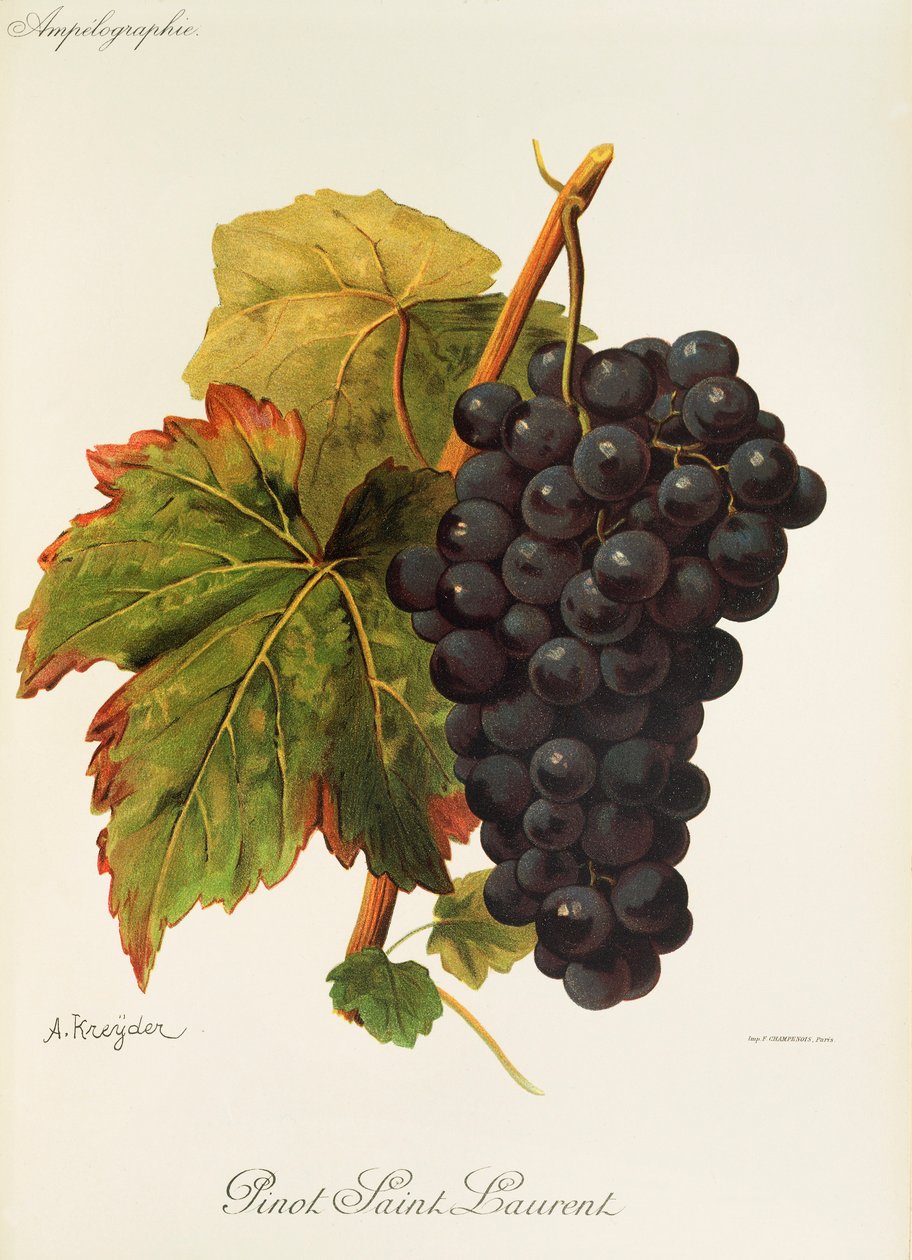 Winogrona Pinot Saint Laurent autorstwa A. Kreyder autorstwa Alexis Kreyder