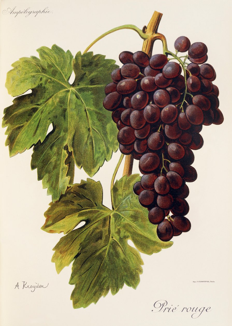 Winogrona Prie
