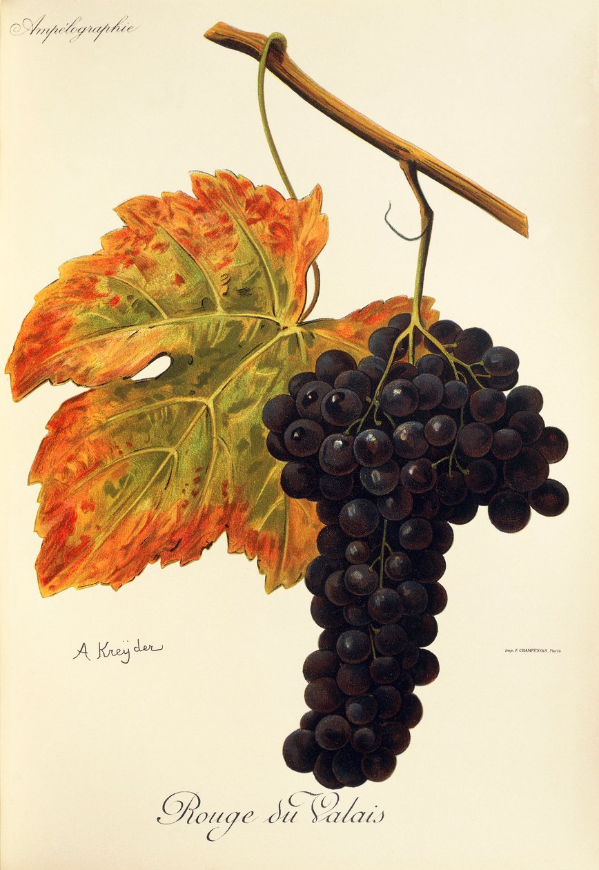 Winogrono Rouge du Valais A. Kreyder autorstwa Alexis Kreyder