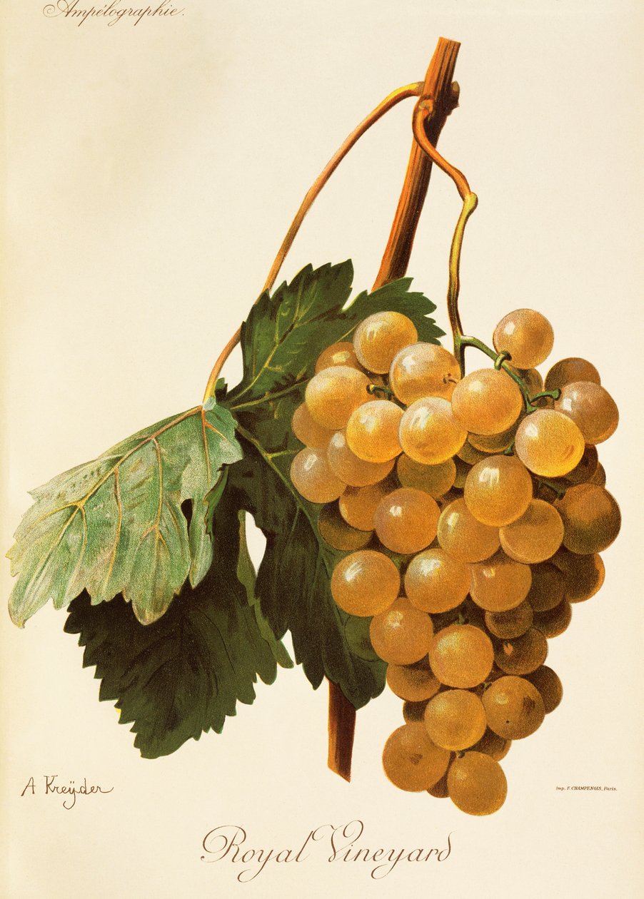 Winogrona Royal Vineyard A. Kreyder autorstwa Alexis Kreyder