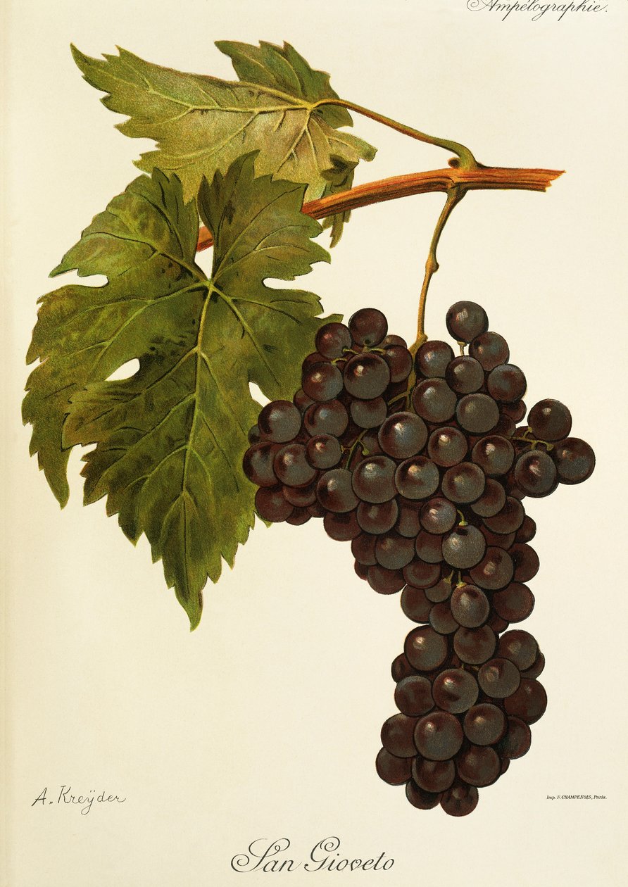 Winogrona San Gioveto autorstwa A. Kreyder autorstwa Alexis Kreyder