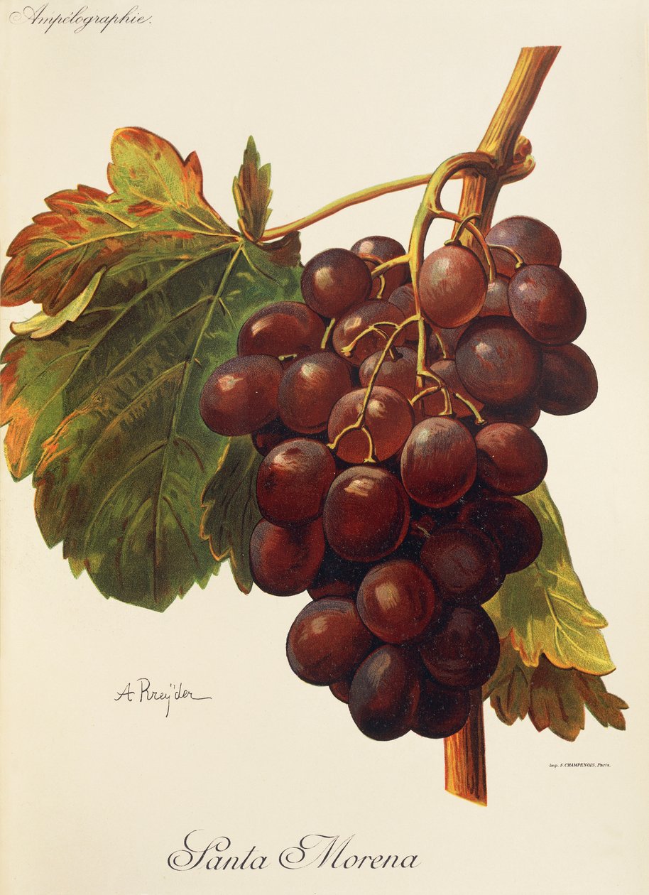 Winogrona Santa Morena autorstwa A. Kreyder autorstwa Alexis Kreyder
