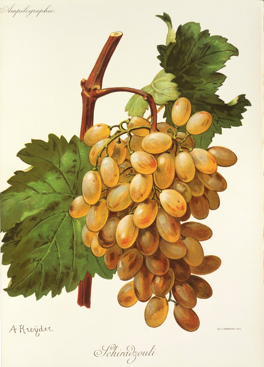 Winogrona Schiradouli A. Kreyder autorstwa Alexis Kreyder