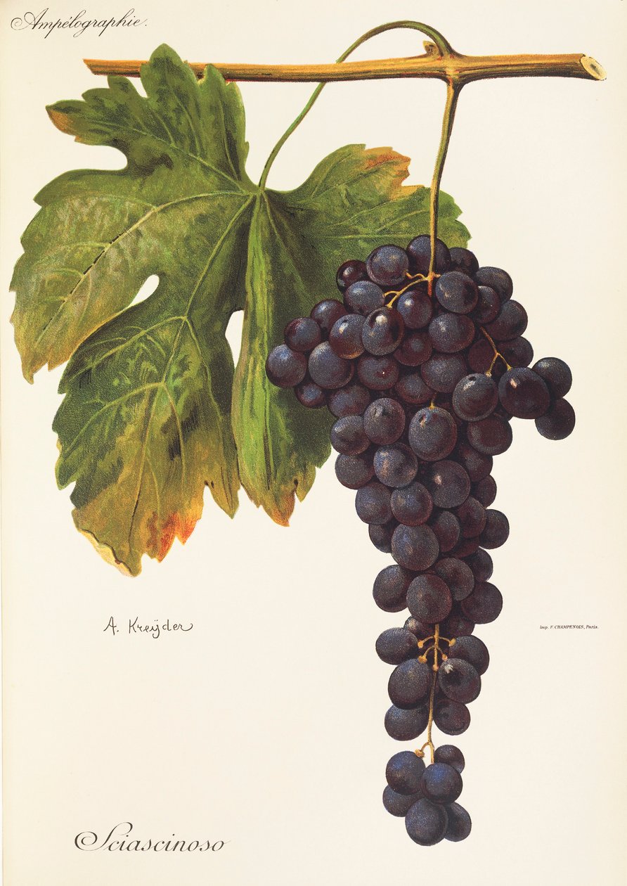 Winogrono Sciascinoso autorstwa A. Kreyder autorstwa Alexis Kreyder
