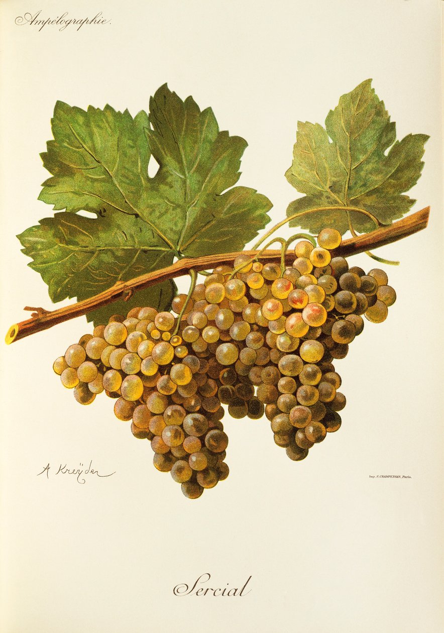 Sercial winogrona A. Kreyder autorstwa Alexis Kreyder