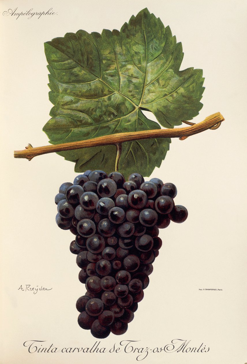 Farba Carvalha z winogron Traz-os-Montes autorstwa A. Kreyder autorstwa Alexis Kreyder