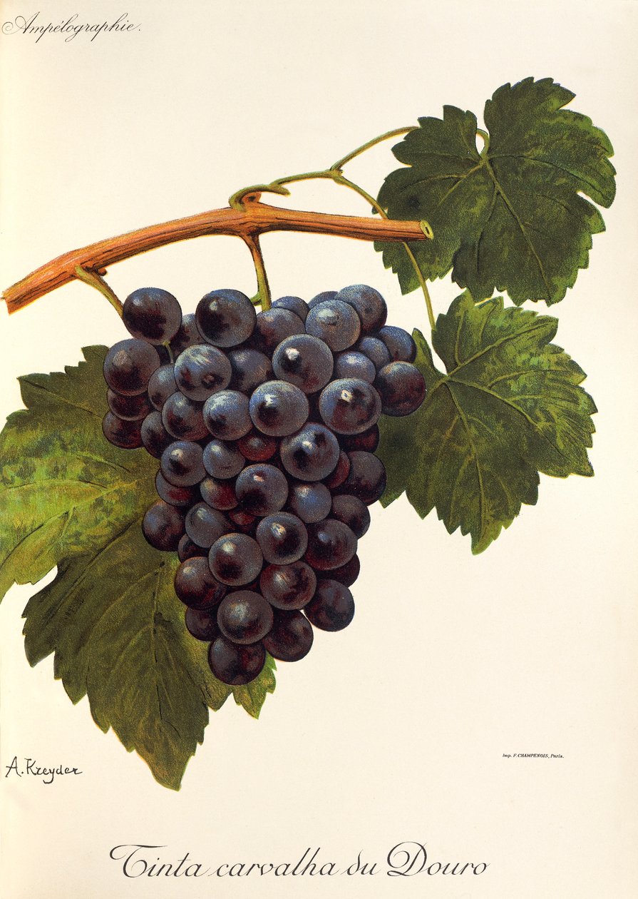 Farba winogronowa Carvalha du Douro autorstwa A. Kreyder autorstwa Alexis Kreyder