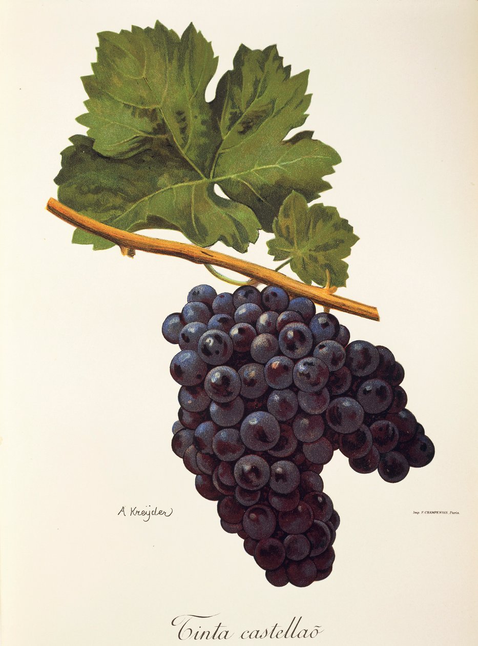 Atrament winogronowy Castellao autorstwa A. Kreyder autorstwa Alexis Kreyder