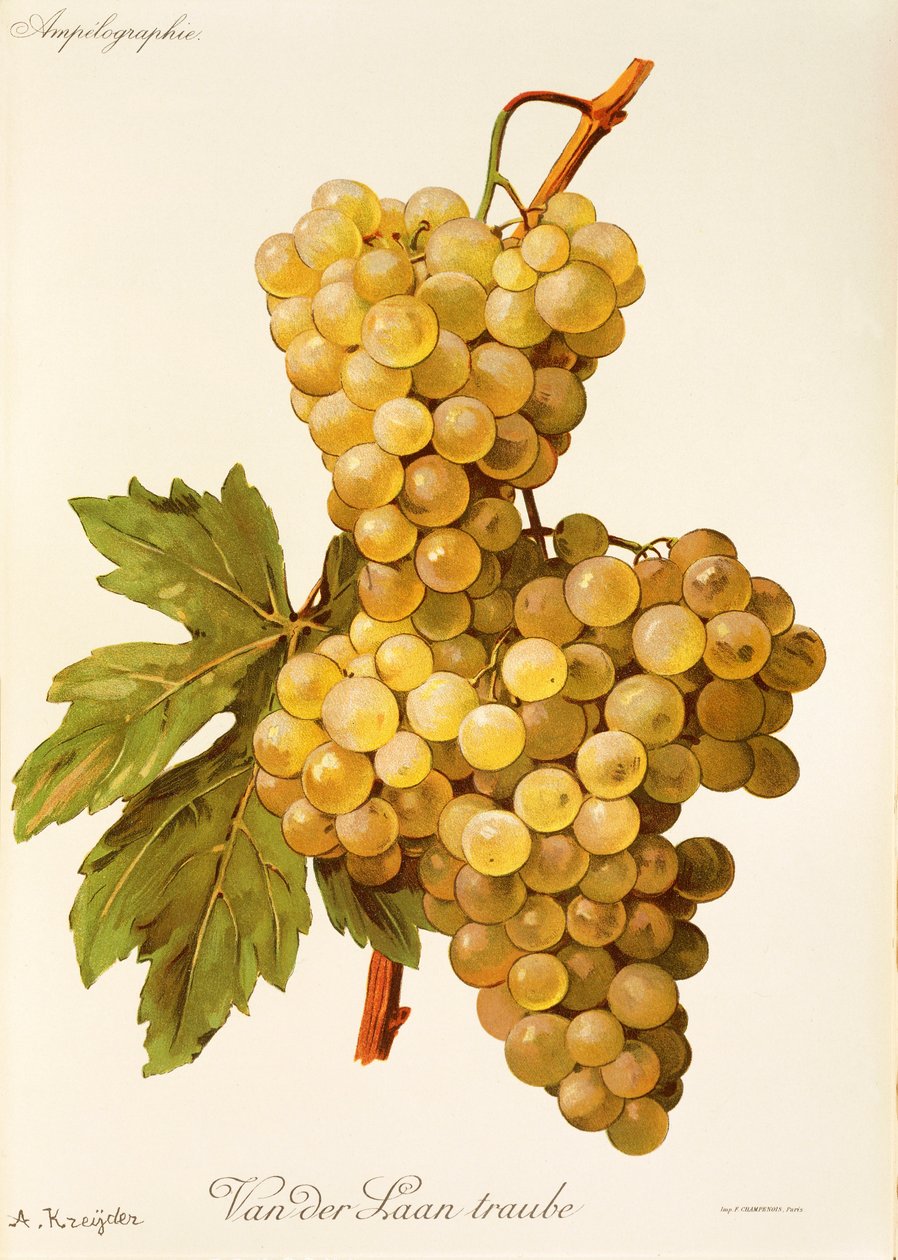 Winogrona Van der Laan Traube A. Kreyder autorstwa Alexis Kreyder
