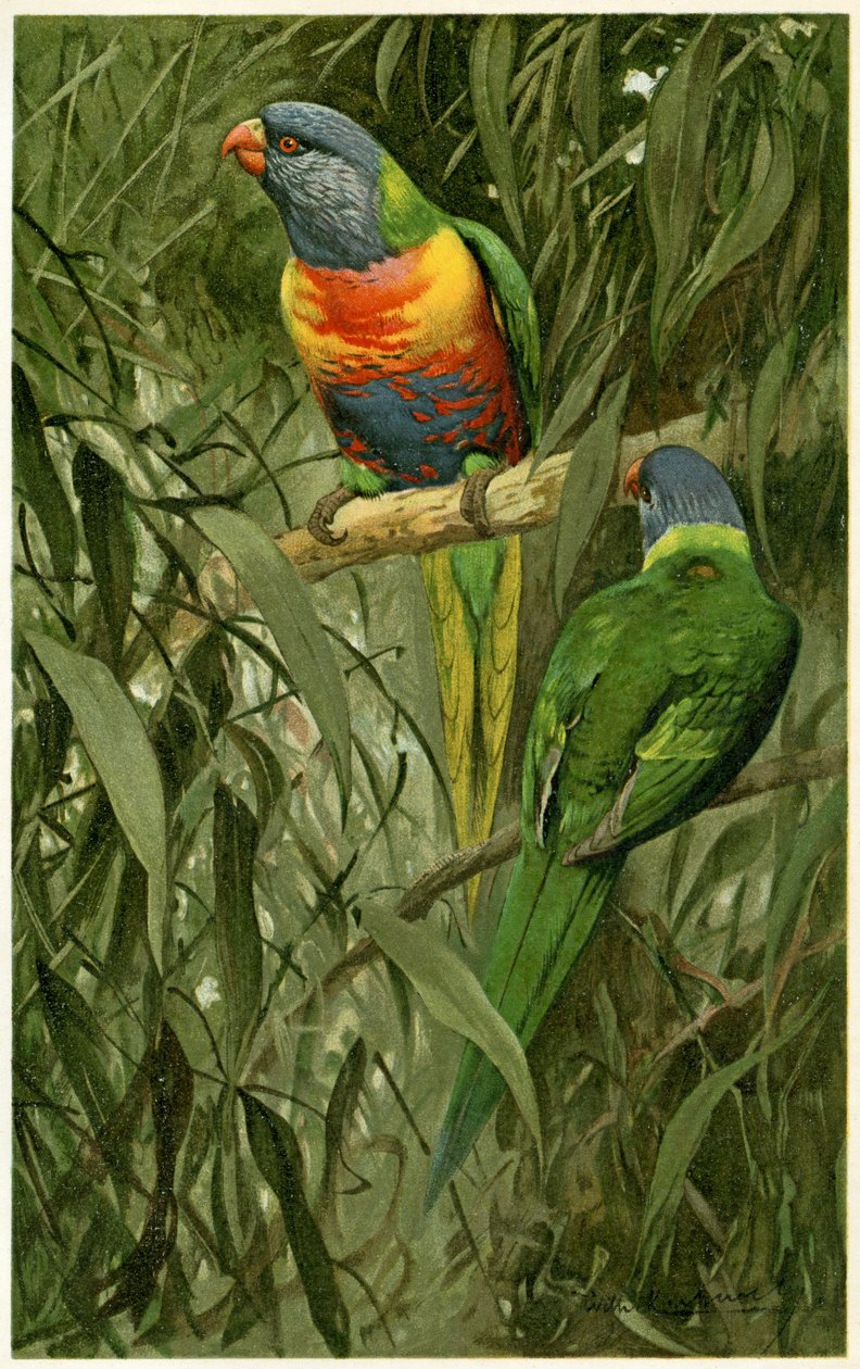 Para tęczowych Lorikeets, 1890 (chromolitografia) autorstwa Alfred Brehm