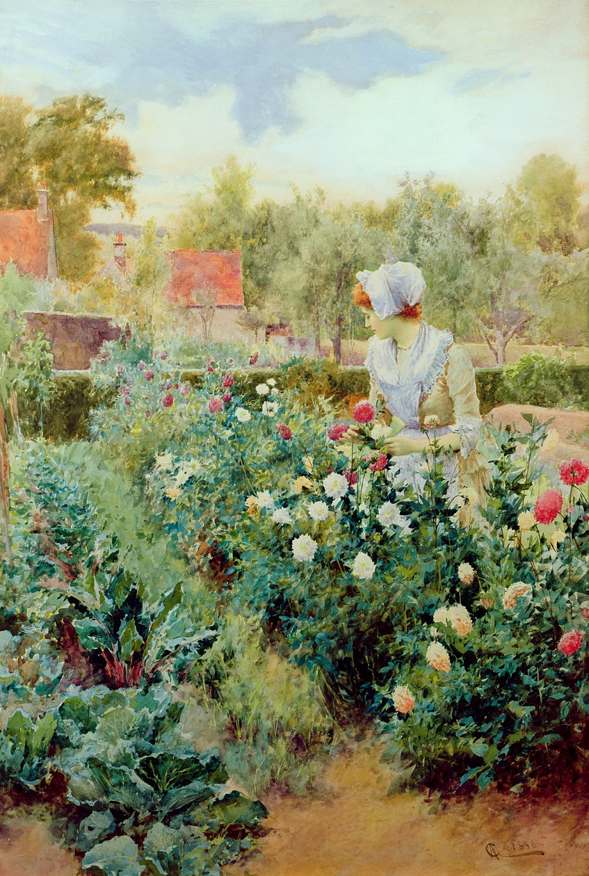 Dalie, 1896 autorstwa Alfred, Jr. Glendening