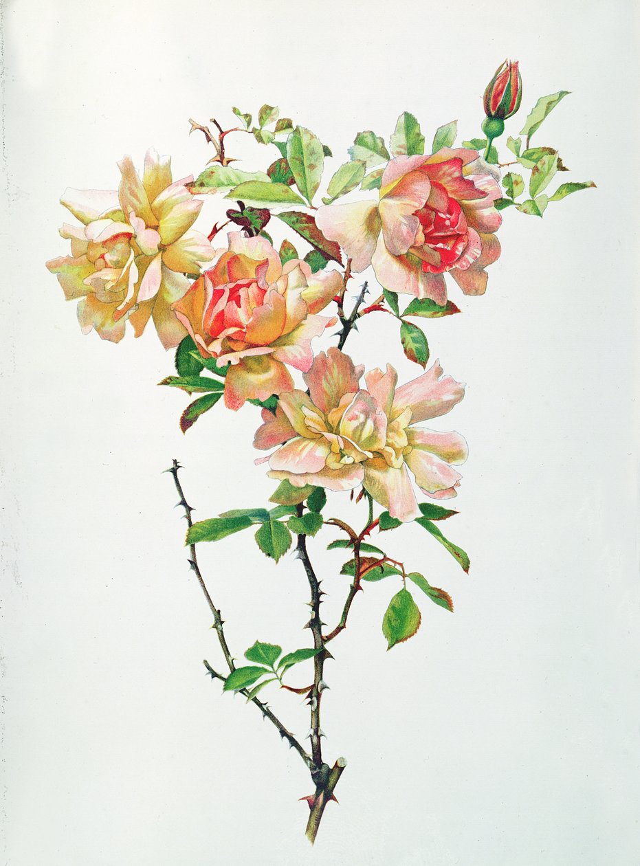 Rosa Chinensis autorstwa Alfred Parsons