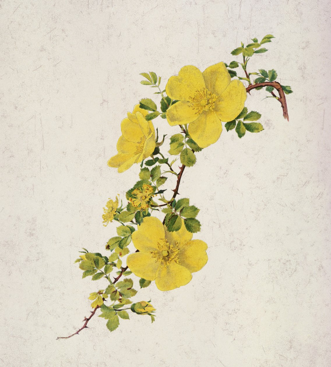 Rosa Foetida autorstwa Alfred Parsons