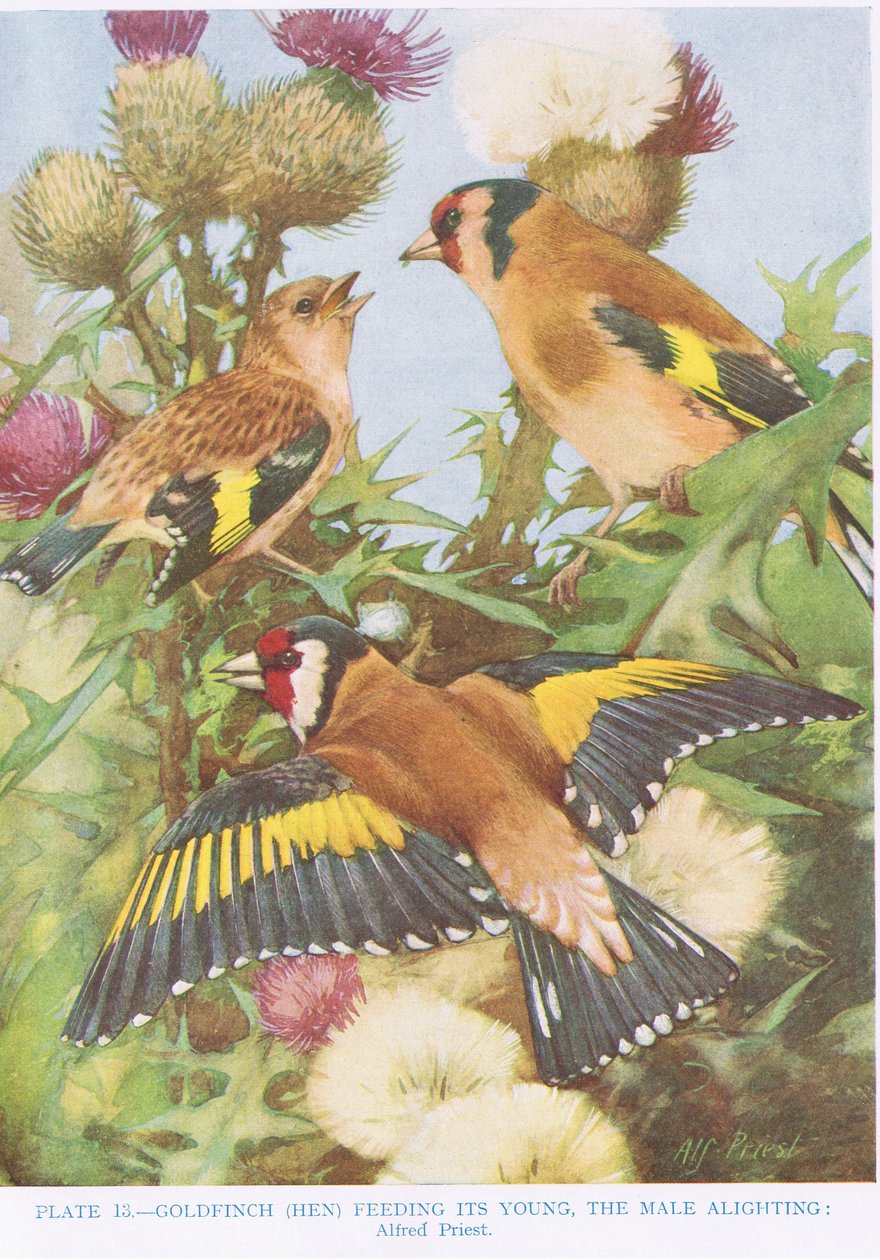 Szczygieł karmi swoje młode, ilustracja z „British Birds” autorstwa Kirkmana und Jourdain, 1966 autorstwa Alfred Priest