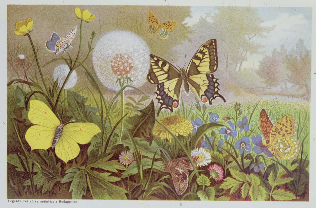 Motyle, ilustracja z węgierskiego podręcznika historii naturalnej, ok. 1900 r. autorstwa Alfred Brehm