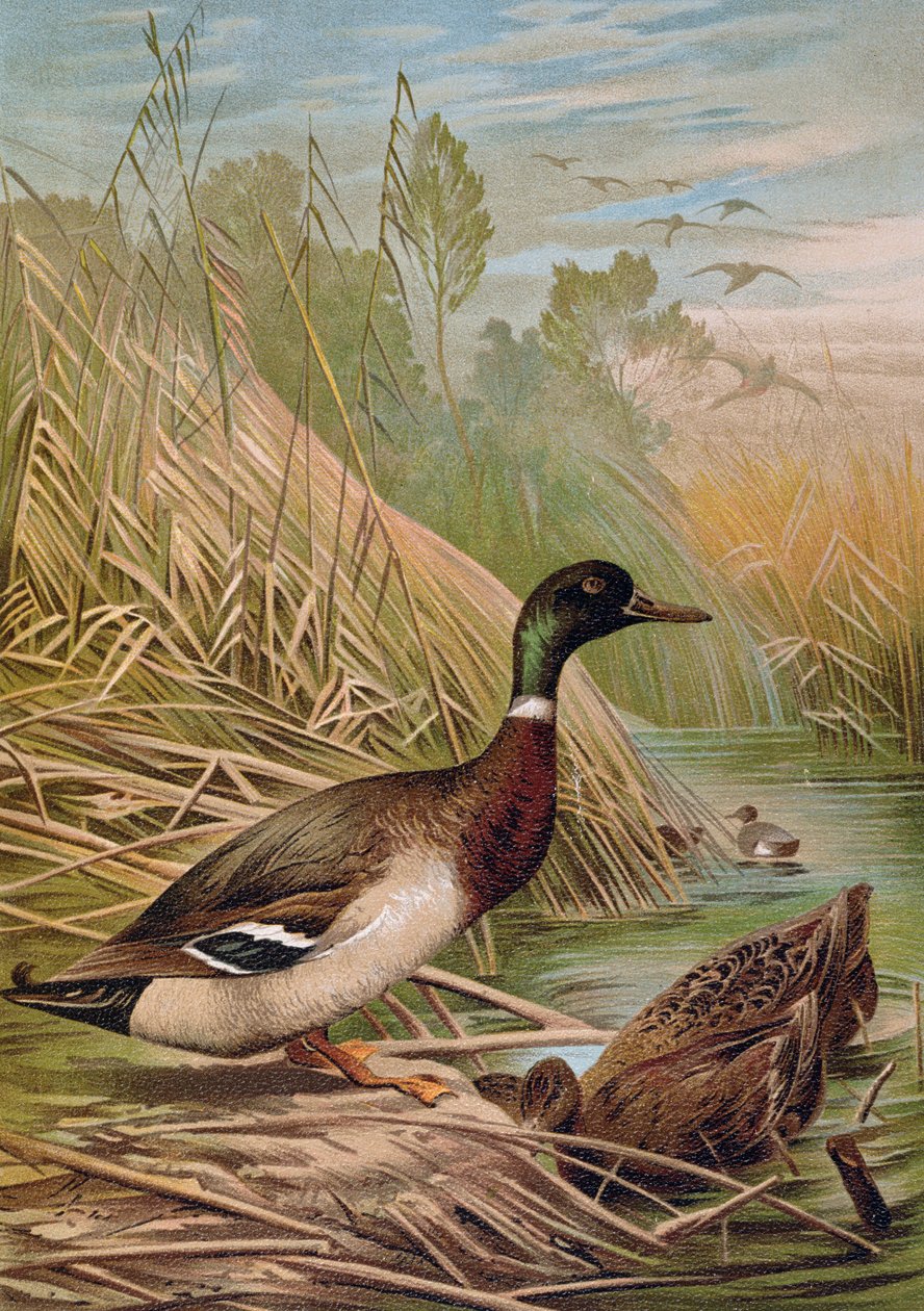 Krzyżówki, ilustracja z węgierskiego podręcznika historii naturalnej, 1904 autorstwa Alfred Brehm