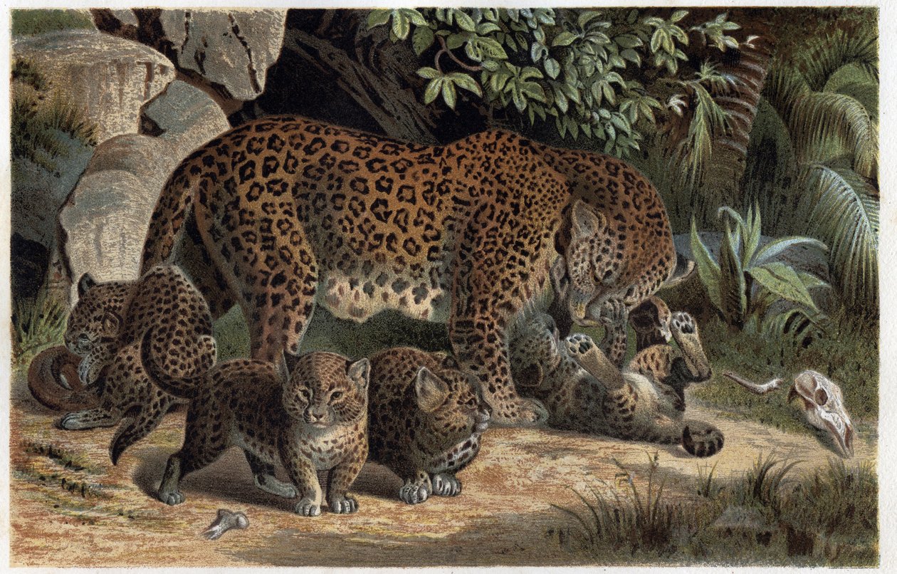 Pantera i jej młode - Panthera z „Życia zwierząt Brehma” (rycina) autorstwa Alfred Brehm