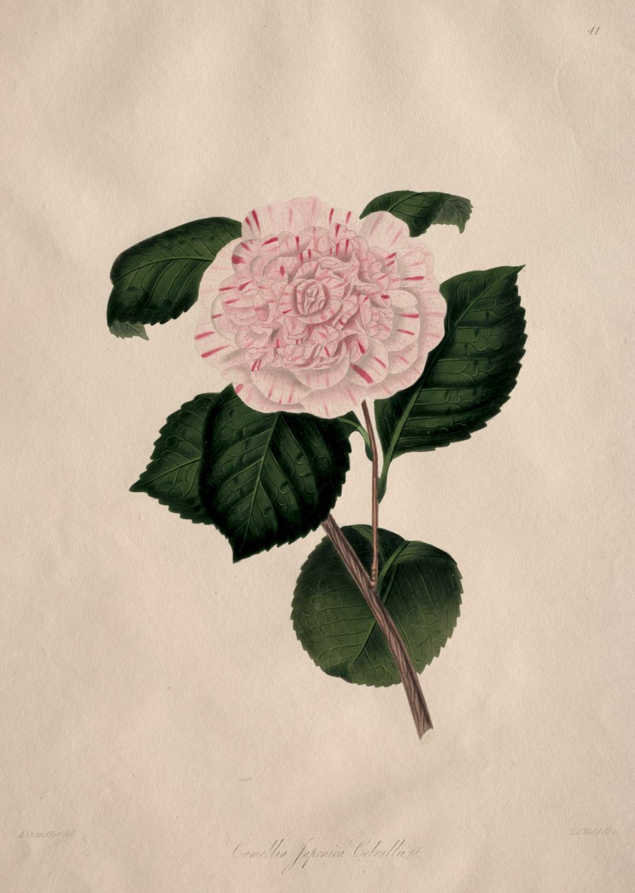 Ilustracje i opisy... naturalnego rzędu Camellieae: nr 41 autorstwa Alfred Chandler