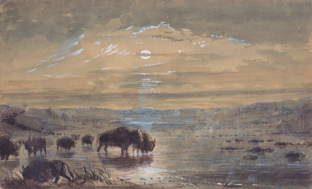 Scena nocna, Bawoły na prerii, ok. 1837 (akwarela na papierze) autorstwa Alfred Jacob Miller