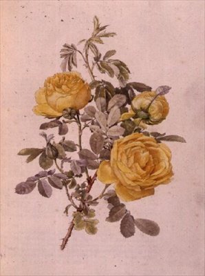Rodzaj Rosa, nr 10, 755, c.1910 autorstwa Alfred Parsons