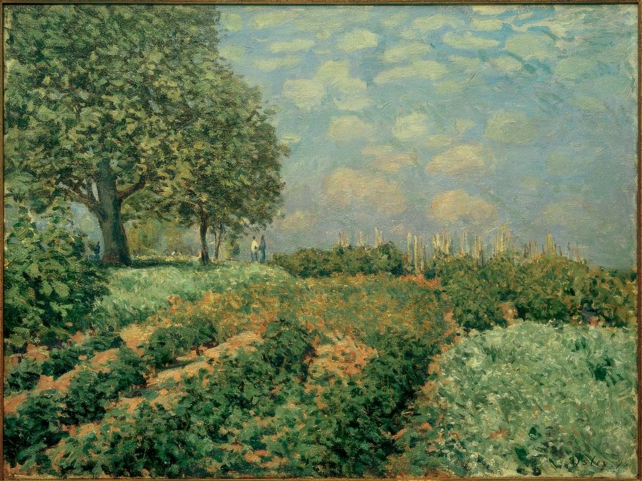 Pola autorstwa Alfred Sisley