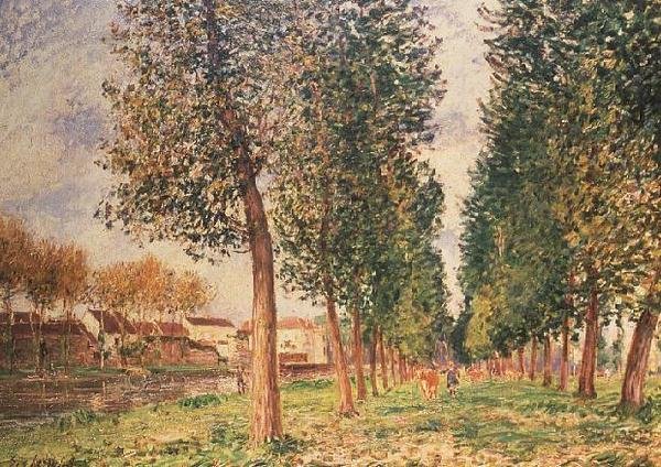 Topola Avenue w Moret, pochmurny dzień, poranek autorstwa Alfred Sisley
