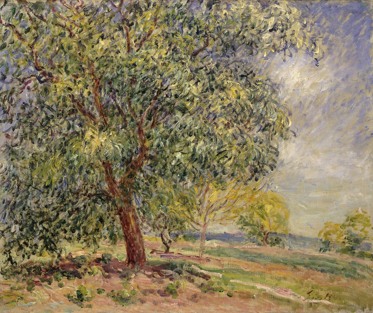 Drzewo orzecha włoskiego w Sablons na wiosnę; Orzech włoski w Les Sablons, wiosna, 1885 autorstwa Alfred Sisley
