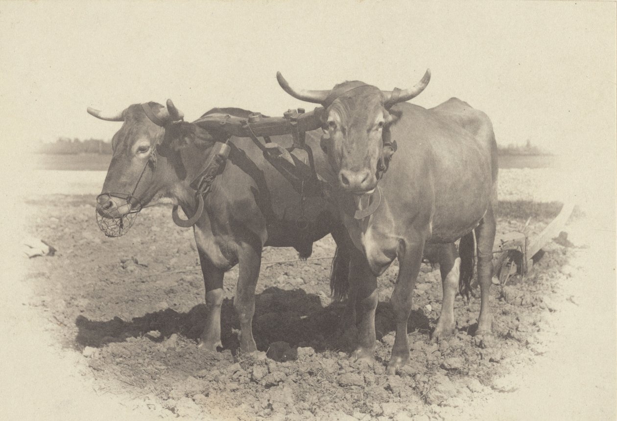 Sielanka autorstwa Alfred Stieglitz